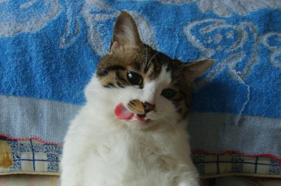 猫咪绝育后蛋蛋是什么样子