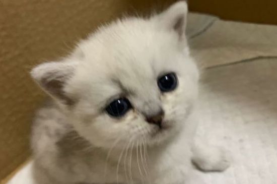 猫身上有跳蚤怎么办