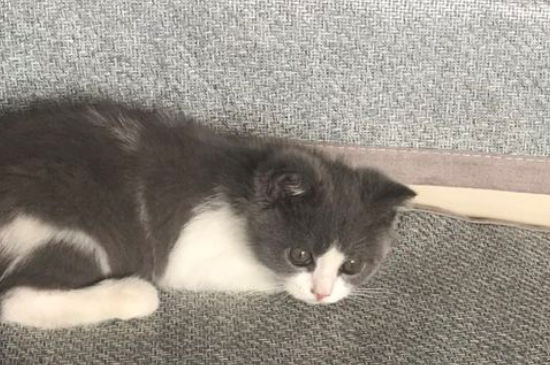 旧猫接受新猫的表现