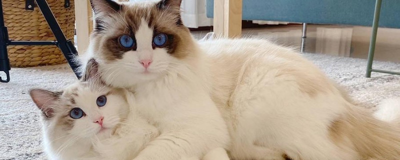 猫可以喝豆浆不