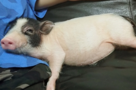 小型宠物猪多少钱一只，幼崽宠物猪图片和价格