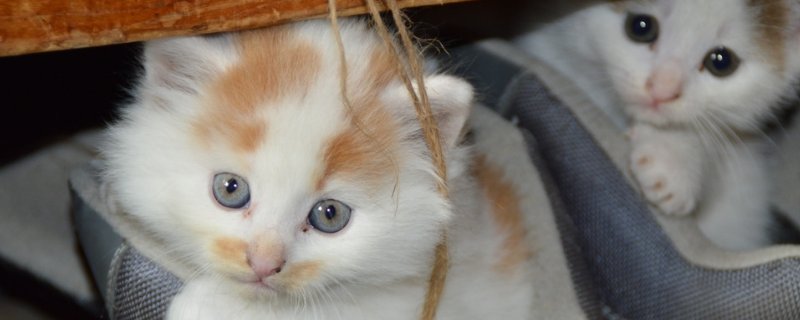 猫怎么绝育
