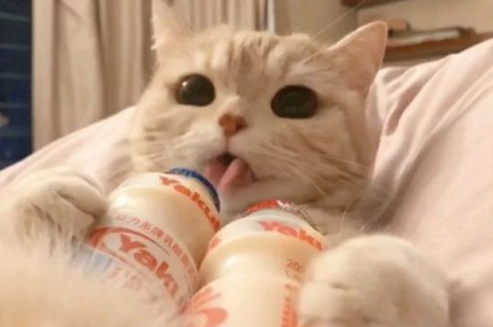 猫呼吸困难要死了怎么救它