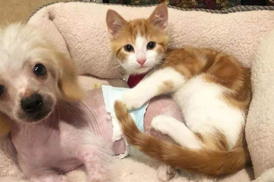 猫在家里找不到了怎么办，引诱猫咪出来的方法