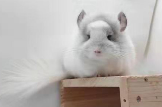 龙猫怕冷吗