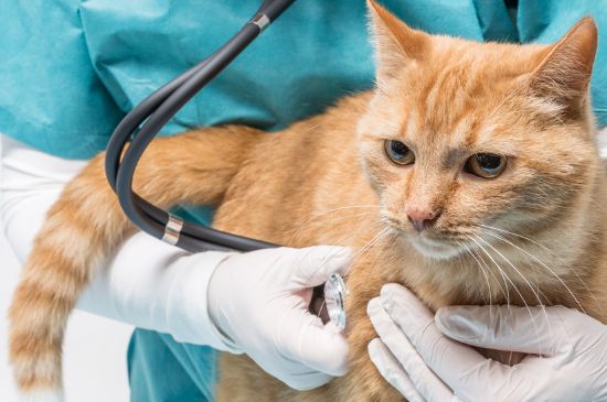 猫吐了白色黏液或泡沫