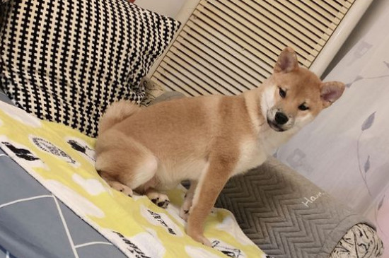 日本豆柴犬价格一般多少钱，纯种价钱至少需要10000元