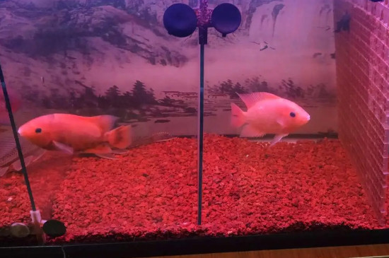 纯净水可以直接养鱼吗