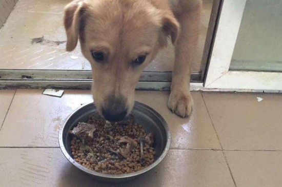 狗粮怎么泡
