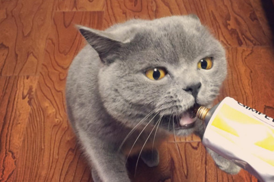 英短蓝猫的优缺点，适应力强不太掉毛但易肥胖