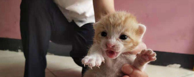 母猫失去小猫怎么安慰