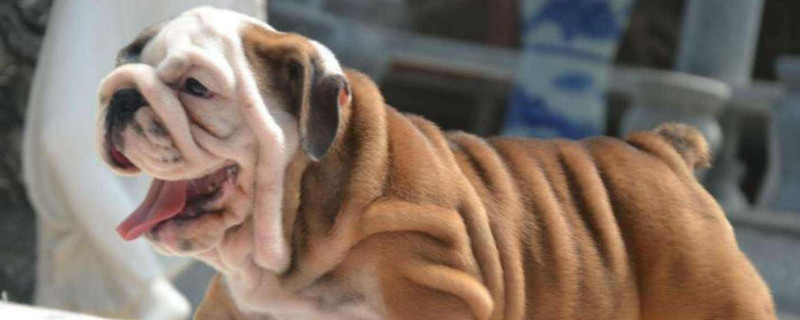 英国斗牛犬臭怎样去除