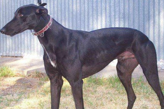 格力犬发情是什么样子，格力母犬发情期的3种表现