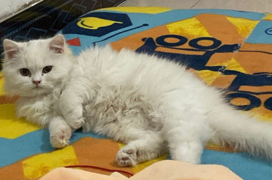 猫眼屎多是什么原因