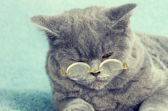 猫吐了白色黏液或泡沫
