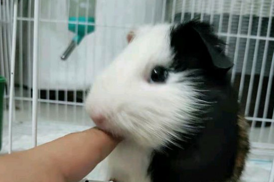 新手怎么养荷兰猪