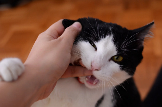 猫咪咬人打它会记仇吗