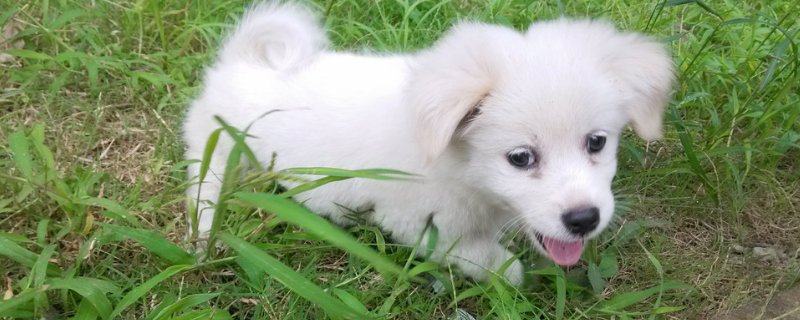 狗眼睛里有白色的虫子怎么回事