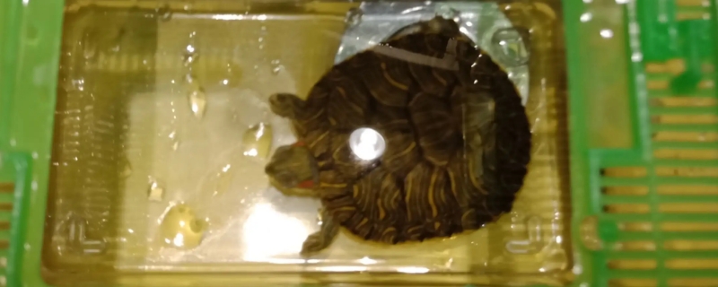 幼小乌龟怎么养,吃什么,要放多少水合适