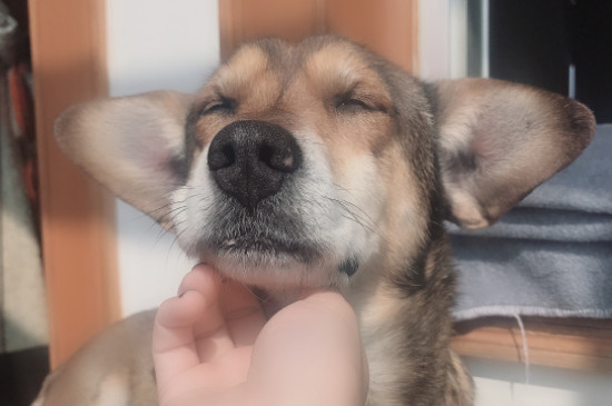 狗狗发烧症状