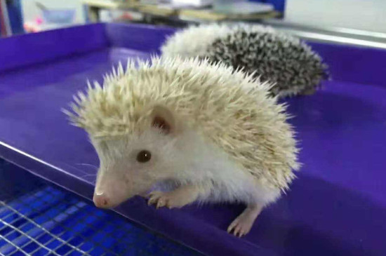 宠物刺猬怎么养，新手养刺猬要注意什么