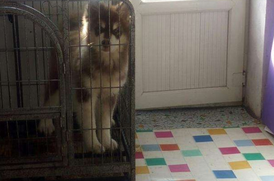 狗进笼子一直叫怎么办