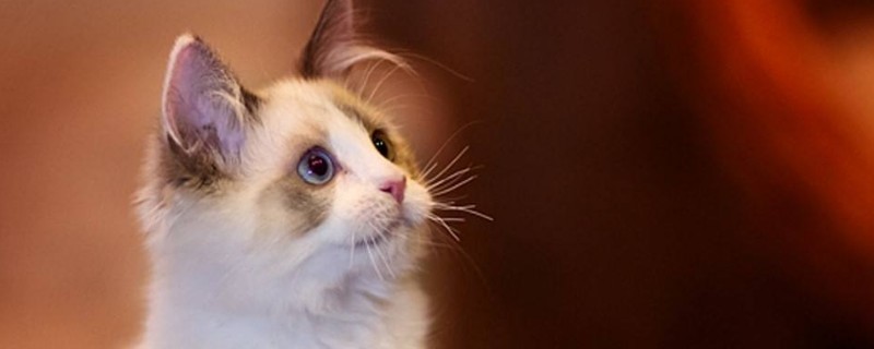 猫瘟怎么治疗