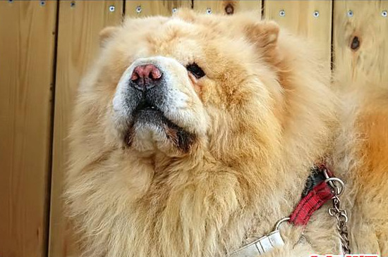 熊狮犬和松狮的区别
