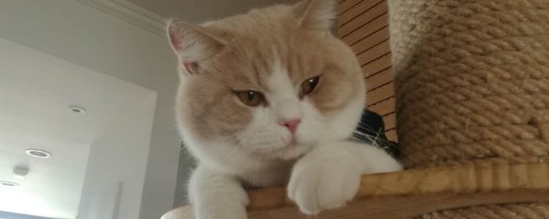 猫吃什么发腮