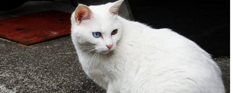母猫可以绝育吗