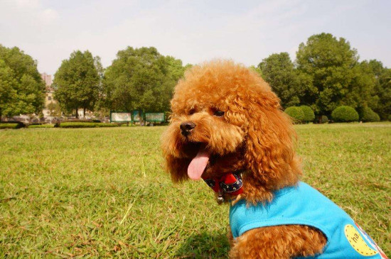 熊狗是什么品种