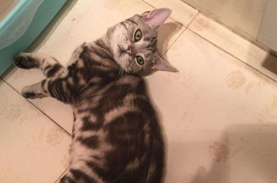 猫尾巴油腻怎么处理，公猫油尾巴怎么洗掉