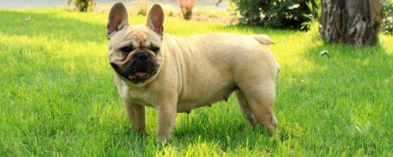 法国斗牛犬怎么养