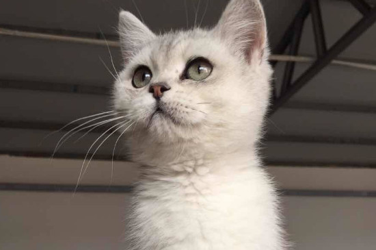 银渐层猫怎么样挑选