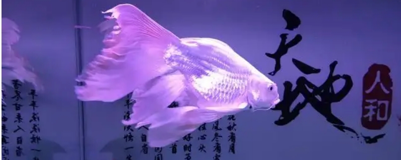 蝴蝶鲤怎么养