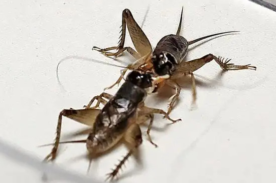 蝈蝈会撑死吗