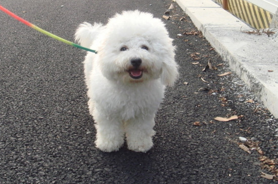 什么狗狗长不大又可爱