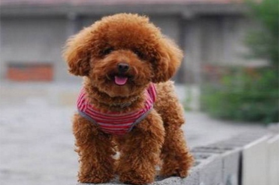 泰迪狗可以吃菠萝吗