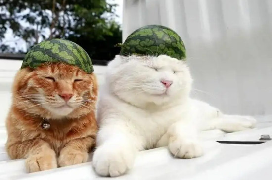 小猫鼻子发白是为什么