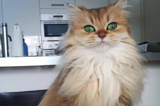 波斯猫为什么两个眼睛颜色不一样