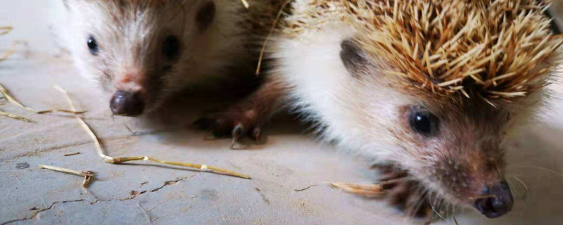 野生刺猬吃什么怎么养