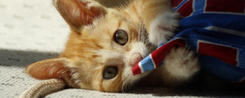 猫发情了怎么办