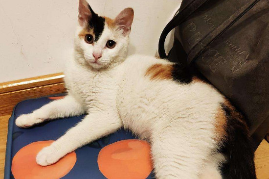 猫便便正常是什么样的