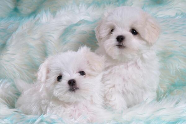比熊犬智商不高排名45,但家养比熊能带来三大好处