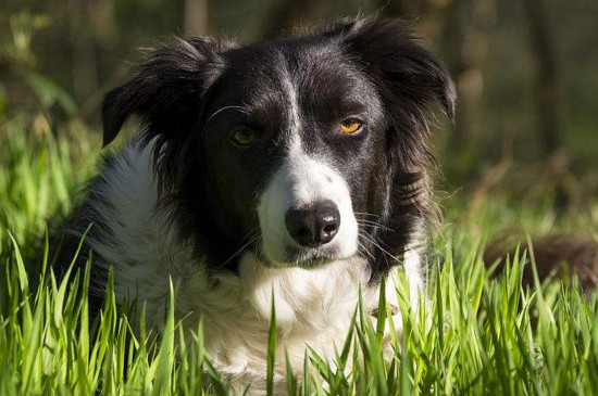 怎样选边境牧羊犬