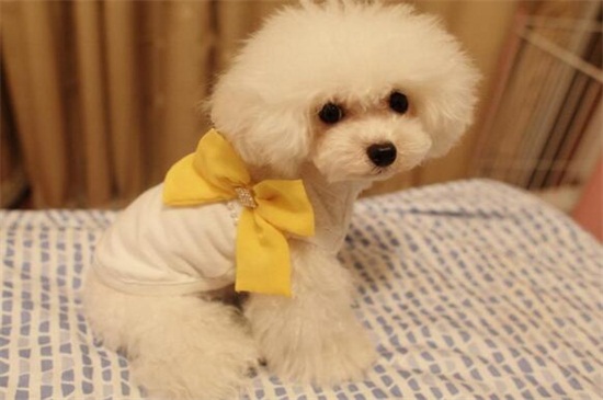 狗狗衣服怎么做，教你四种制作狗狗衣服最简单的方法
