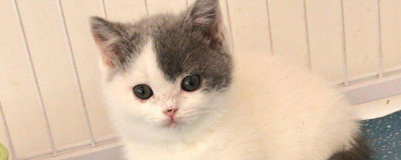 养英国短毛猫要注意