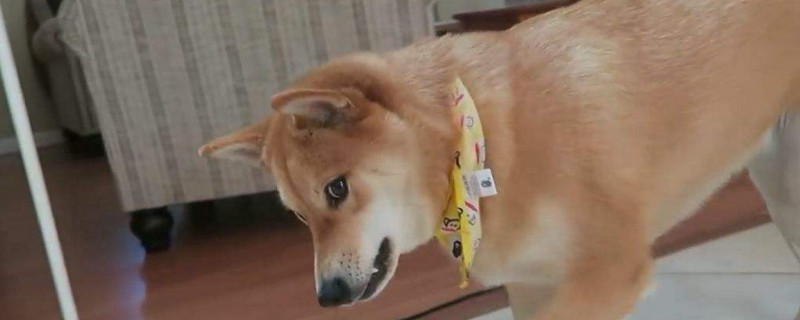 柴犬掉毛厉害吗