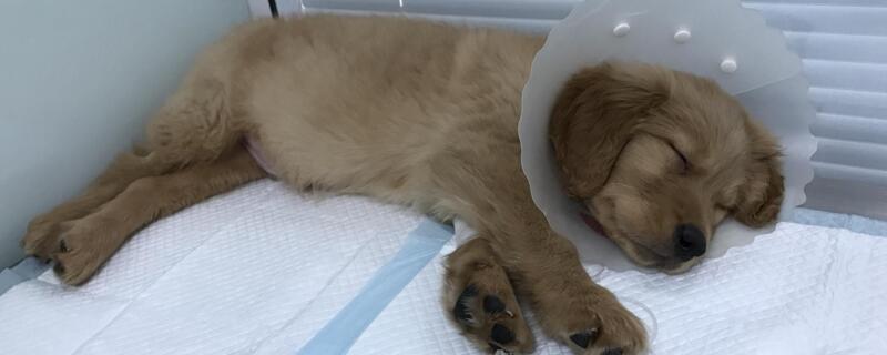犬瘟热传染人吗