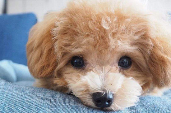 狗可以吃洋葱吗